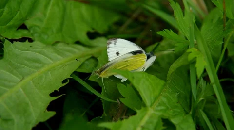 Butterflies mate Stock Footage 39950679