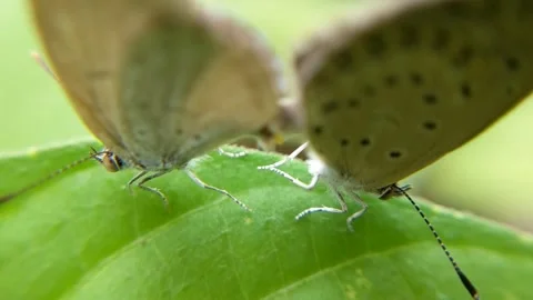 Butterflies mate on the leaves Stock Footage 220593794