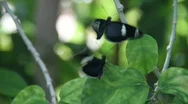 Butterflies, Mating Dance Stock Footage