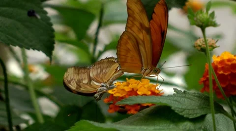 Butterflies in the mating Stock Footage 8577265