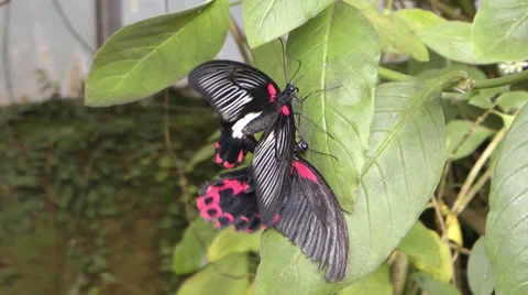 Butterflies mating Stock Footage 23497453