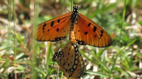 Butterflies mating Stock Footage 33540666