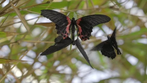 Butterflies mating Stock Footage 297228360