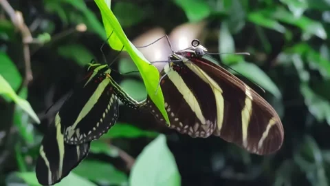 Butterflies mating on a leaf after winning their female Stock Footage 140829022