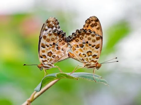 Butterflies mating Stock Photos