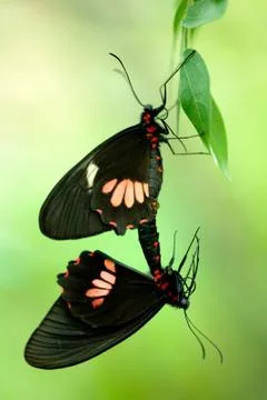 Butterflies mating Stock Photos