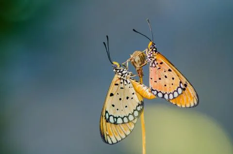 Butterflies mating Fotos de archivo