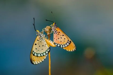 Butterflies mating Fotos de archivo