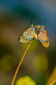 Butterflies mating Fotos de archivo