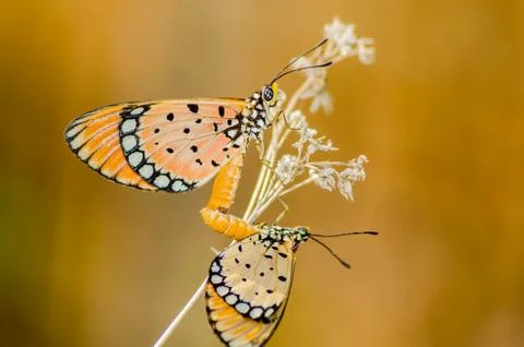 Butterflies mating Fotos de archivo