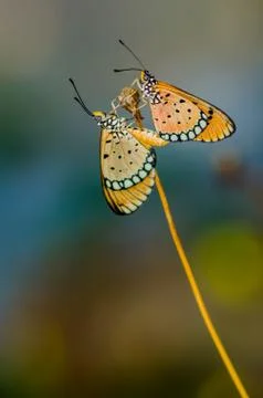 Butterflies mating Fotos de archivo