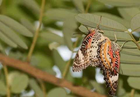 Butterflies mating Stock Photos