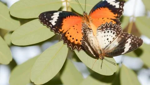 Butterflies mating Stock Photos
