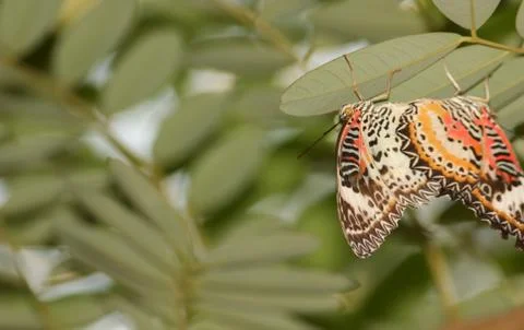 Butterflies mating Stock Photos