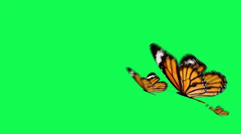 Butterflies monarca-green screen Stock Footage 43135950
