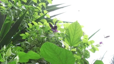 Butterflies in nature. Stock Footage 95538989