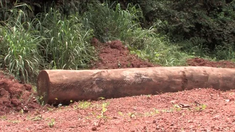 Butterflies near a forest trunk Video stock 80560178