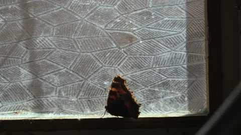 Butterflies outside the window inside the old barn. Stock Footage 239256248
