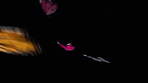 Butterflies over black background - Matte Included Stock Footage 43137802