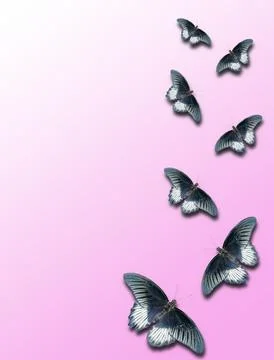 Butterflies pattern Stock Photos