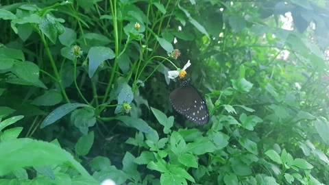 Butterflies perched on flowers Stock Footage 313282534