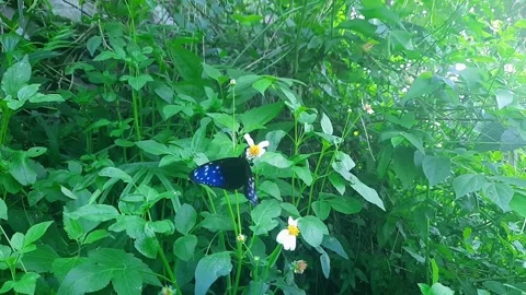 Butterflies perched on the grass Stock Footage 312688174