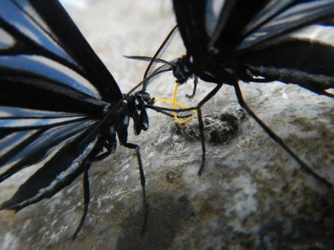 Butterflies of Peru Stock Photos