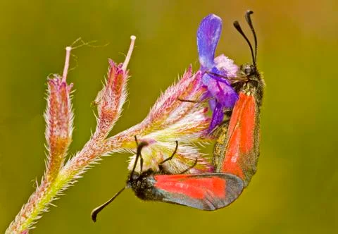 Butterflies Stock Photos