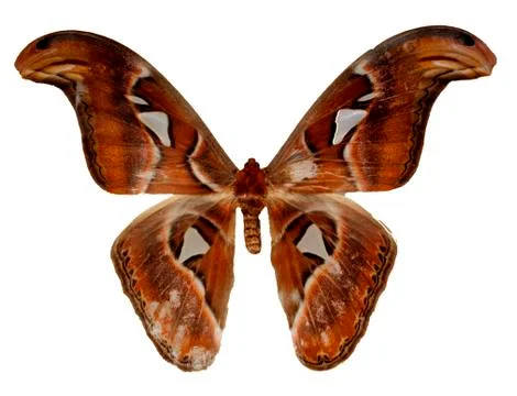 Butterflies Stock Photos
