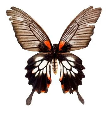 Butterflies Foto stock