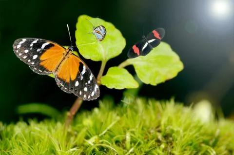 Butterflies Stock Photos