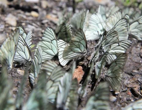 Butterflies Stock Photos