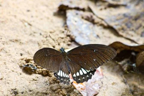 Butterflies Stock Photos