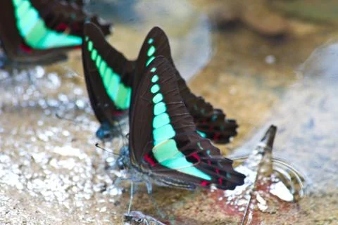 Butterflies Stock-Fotos