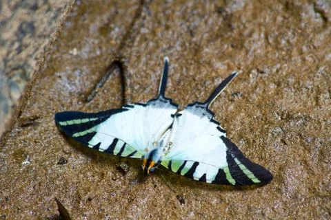 Butterflies Foto stock