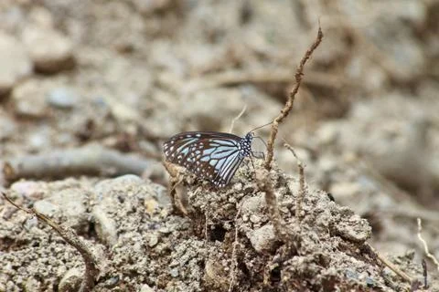 Butterflies Stock Photos
