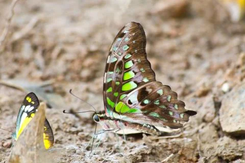 Butterflies Foto stock