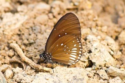 Butterflies 스톡 사진