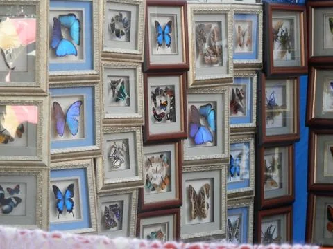 Butterflies 스톡 사진