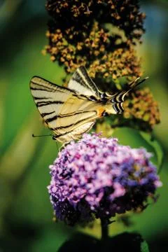 Butterflies Stock Photos