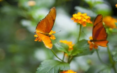 Butterflies Foto stock