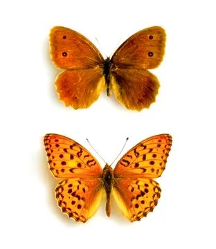Butterflies Stock Photos