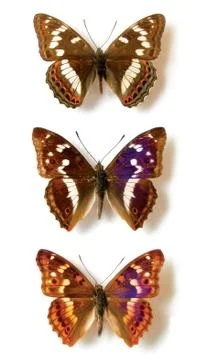 Butterflies Stock Photos