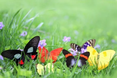 Butterflies Stock Photos
