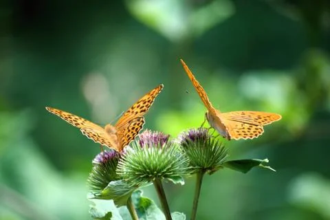 Butterflies Stock Photos