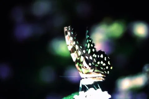 Butterflies Stock Photos