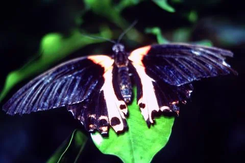 Butterflies Stock Photos