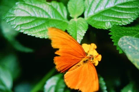 Butterflies Stock Photos
