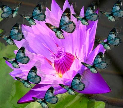 Butterflies Stock Photos