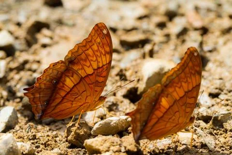 Butterflies Stock Photos